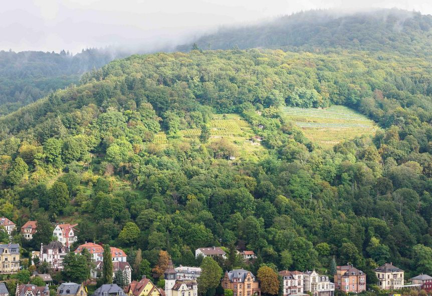 Foto: Ralf Kuhlen Schloss Heidelberg, Weinberge auf der anderen Seite des Neckars