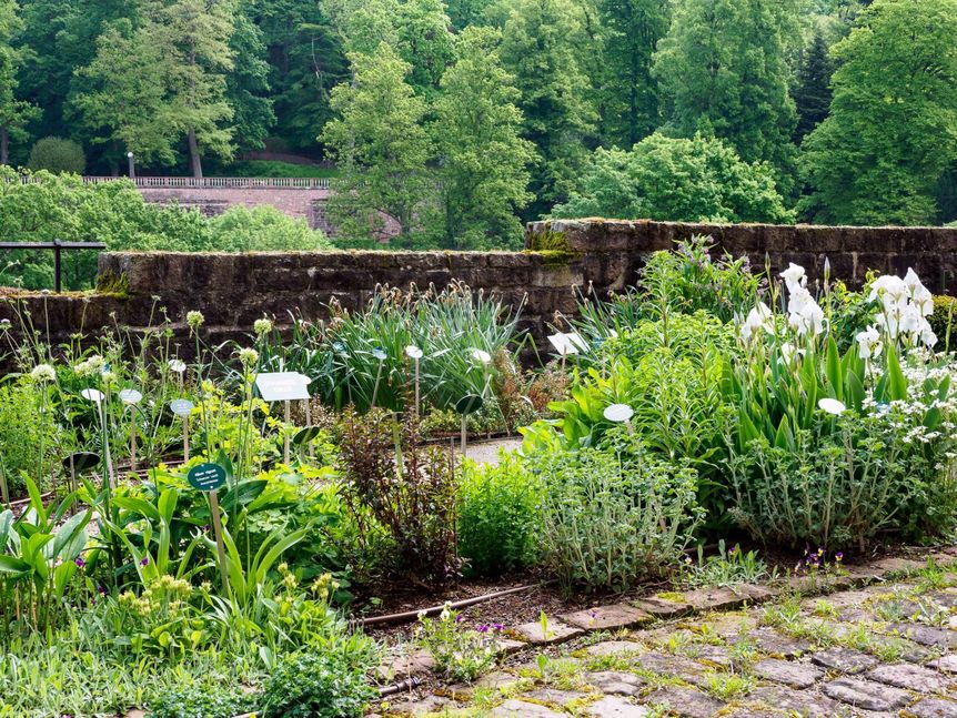 Foto: Staatliche Schlösser und Gärten Baden-Württemberg, Ralf Kuhlen Schloss Heidelberg, Der Apothekergarten